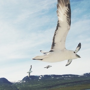 birds in iceland