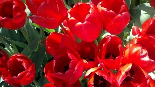 Day & Age #red #tulips #flowers