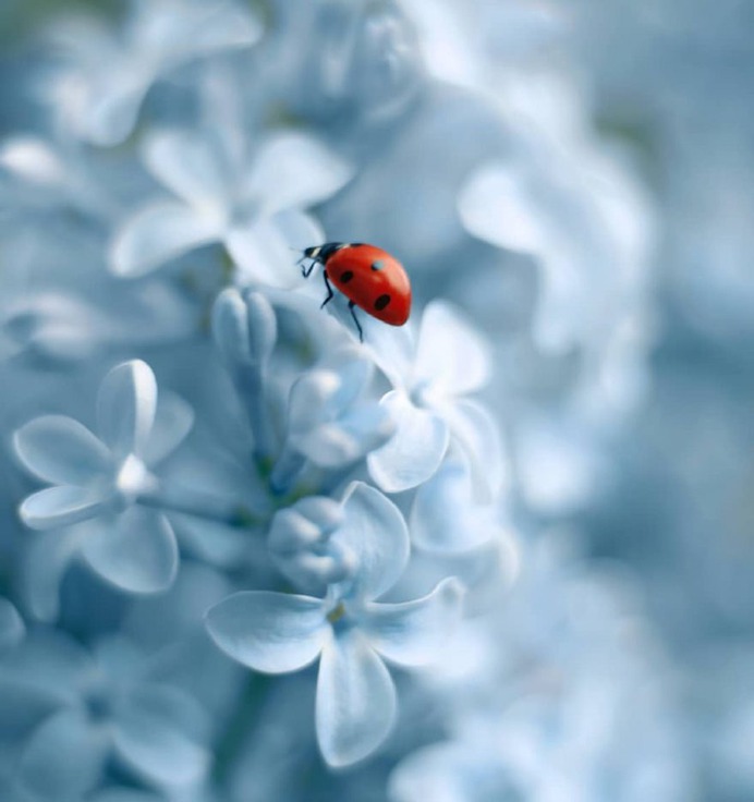 Magical Macro Photos Ladybugs and Flowers by Elena Andreeva