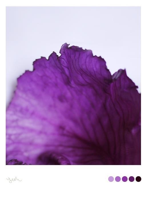 Yeohgh #flower #color #purple