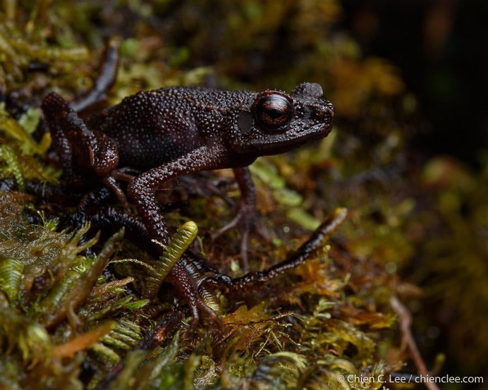 Wildlife Macro Photography in The Borneo Rainforest by Chien C. Lee