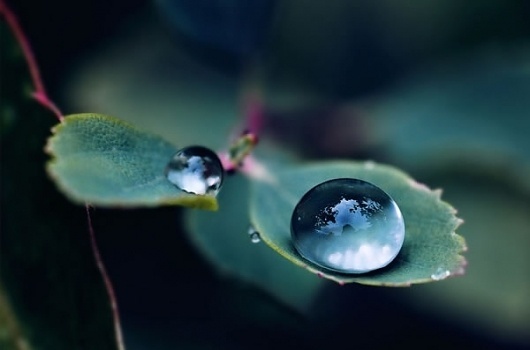 abstract3.jpg 600×397 pixels #photography #water #nature #leaves