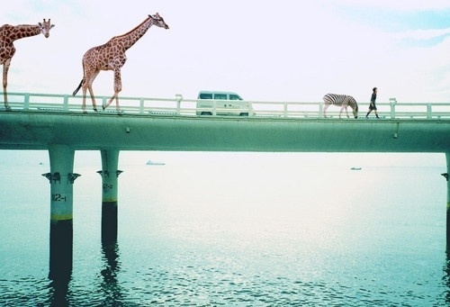 I love monday #bridge #photography #girl #animals