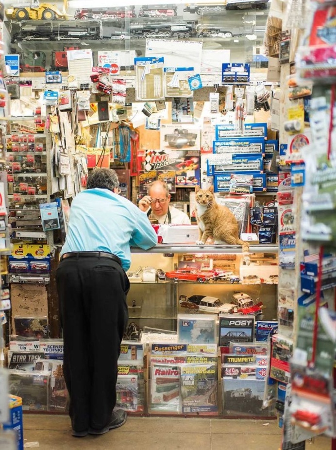 Shop Cats of New York by Andrew Marttila