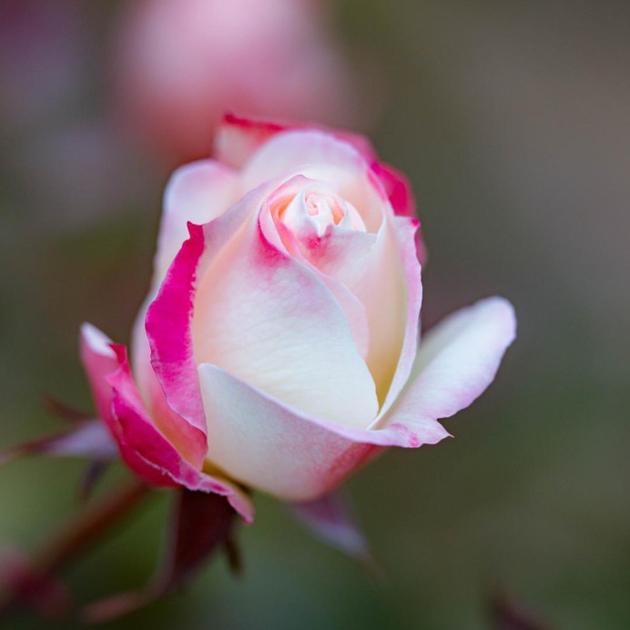 Hisashi Suga Captures The Beauty of Japan's Brilliant Wildflowers