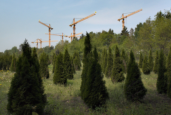 by totaviva #forest #cranes #green