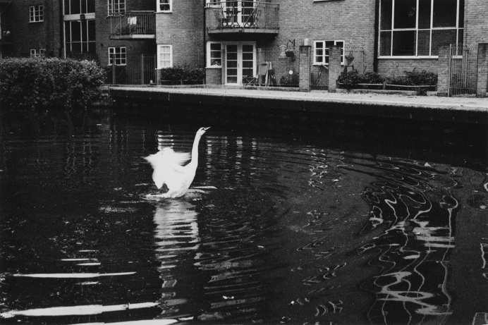 flappy bird #London #swan #Regents #canal #Hackney #east #black #white #photography