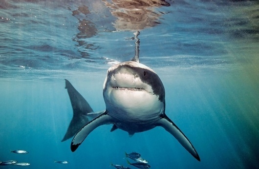 slyAPARTMENT #deep #water #shark