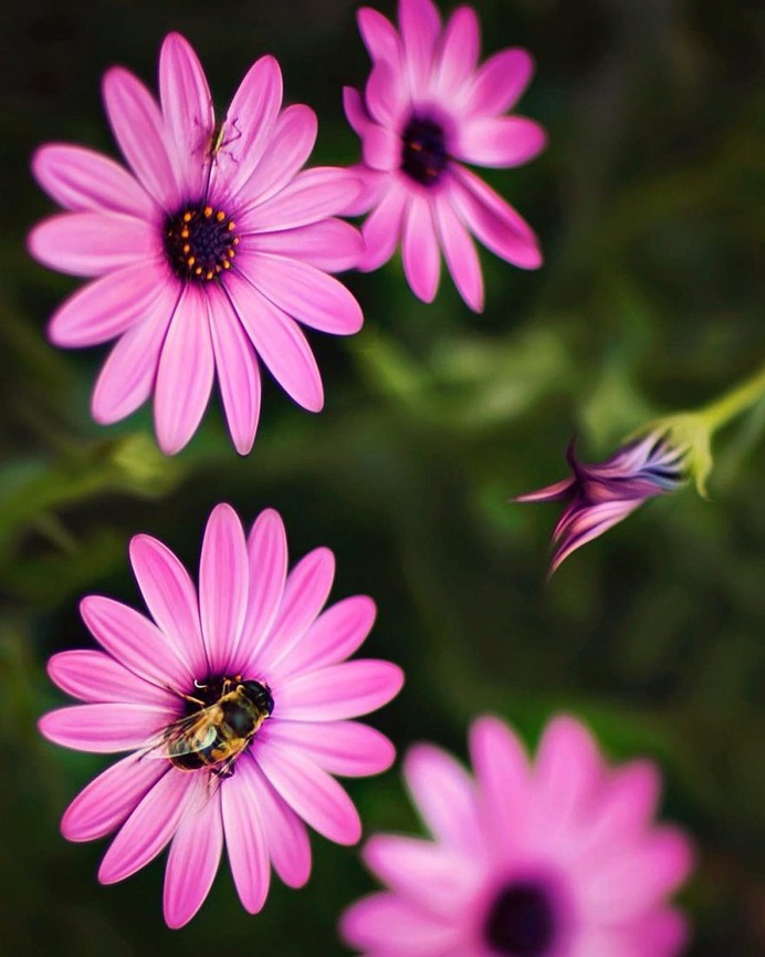 Fine Art Flowers Photography by Dina Telhami