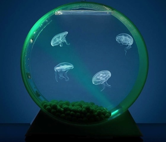 Desktop Jellyfish Tank #home