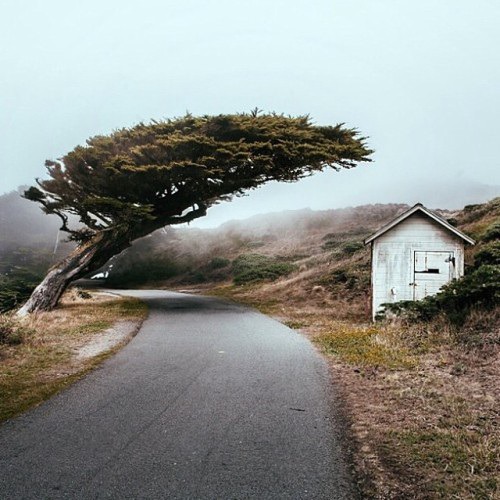 Winding roads in Marin County.