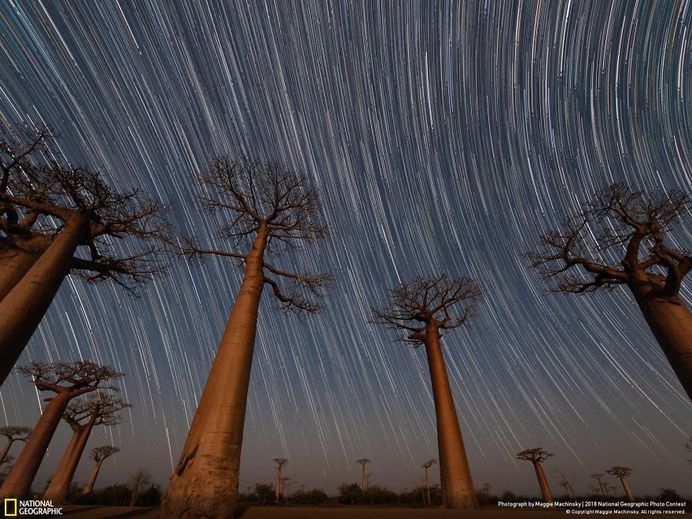 Van Gogh Baobabs, Maggie Machinsky