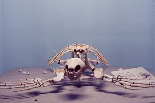 Paul Octavious - Yale Peabody #turtle #skeleton #photography