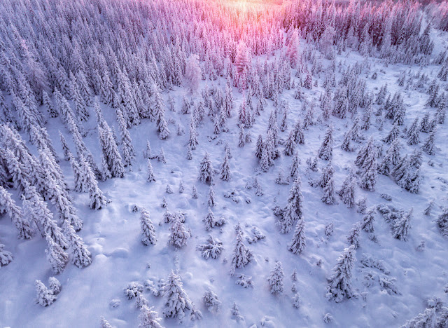 Winter Forest of Finish Lapland From Above by Tiina Törmänen