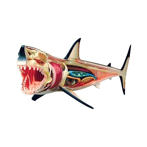 http://goodshoppe.wordpress.com/ #shark