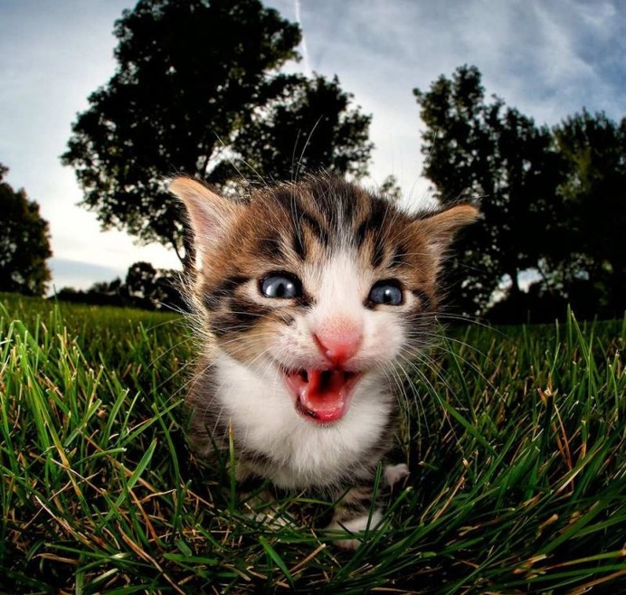 Adorable Cats And Kittens Flying Through The Air by Seth Casteel