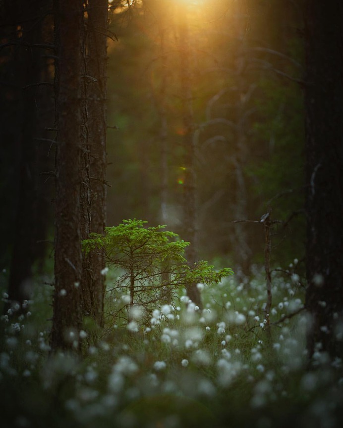 Alluring Nature and Outdoor Landscapes by Linus Englund