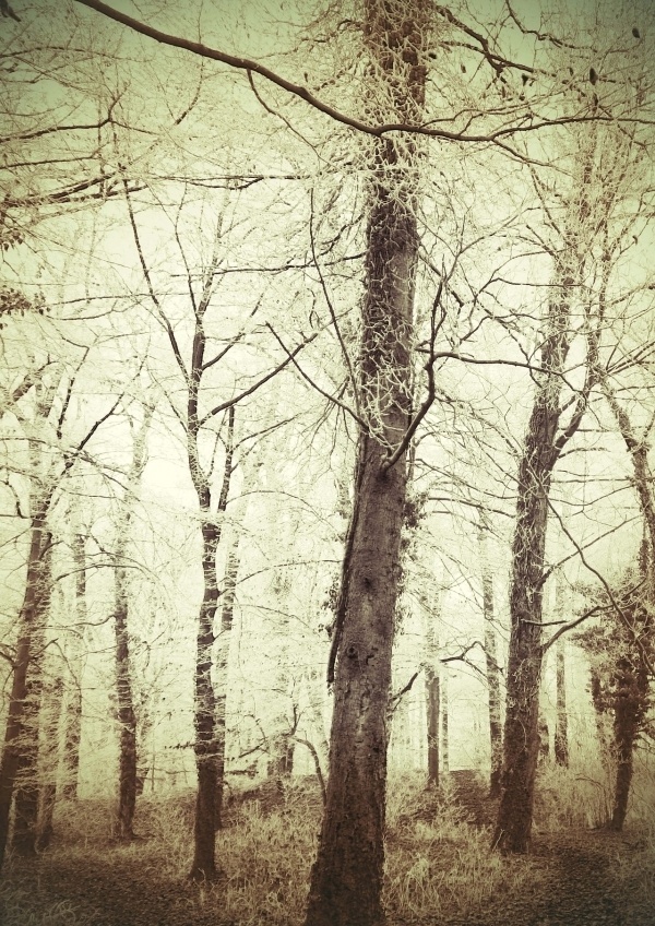 Chris van Niekerk #woods #trees