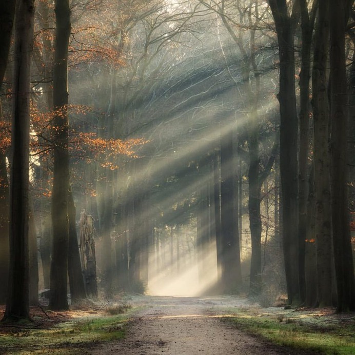 Absolutely Magical and Beautiful Forest Photography by Martin Podt