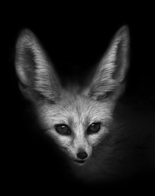 CJWHO ™ (Vulpes Zerda by John Dickens These beautiful...) #white #and #fox #black #nature #animals #vulpes #zerda