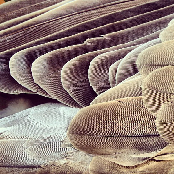 EnikÅ' LÅ'rinczi #lrinczi #feathers #photography #nature #enik