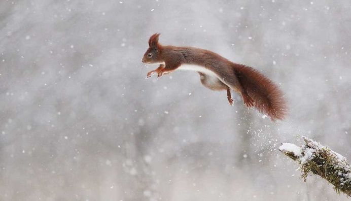Julian Rad Captures Fabulous Photos of the European Red Squirrel
