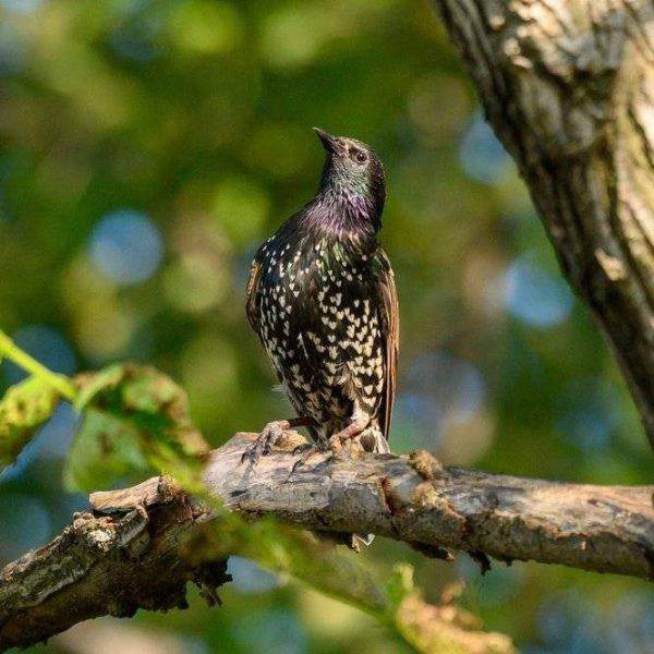 Taking bird photos requires some ingenuity. Birds are fast and high-flying creatures, and getting the perfect shot of them in flight requires skill and practice #birdphotography #birdsphotography #birds #birdphotographytips #photography #photoandtips #animalphotography