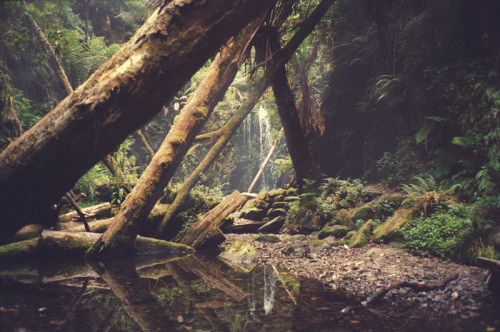 Sleepless Dreams #woods #landscape #path #photography #nature #foliage #lost #forest #trees #logs