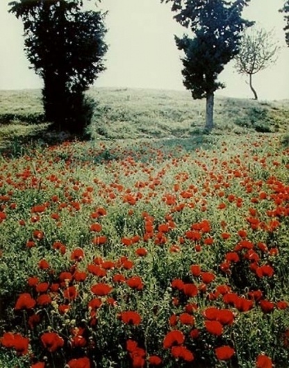 Virgins. - Russian Carpet: Daily inspiration, trends, mood board. Architecture, art, design, fashion, photography. #inspiration #russian #virgins #photography #carpet #flowers