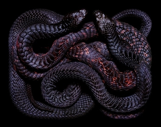 Inspiration - 2/17 - BARB #snakes #pictures #photography #guido #mocafico #stunning
