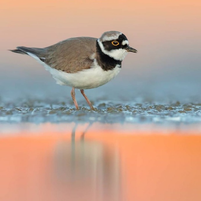 Birds of Italy: Beautiful Birds Photography by Lorenzo Magnolfi