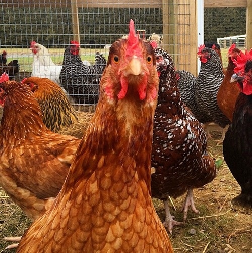 www.kayleighryleydesign.com #crazy #photography #chicken