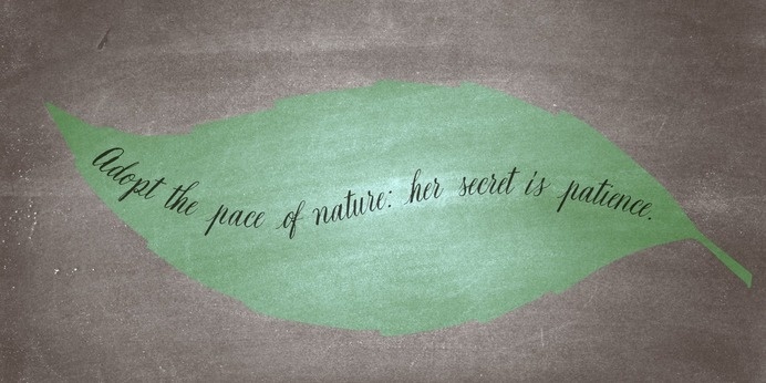 Natura - Webfont & Desktop font « MyFonts #calligraphy #script #writing #nature #handwritten #type