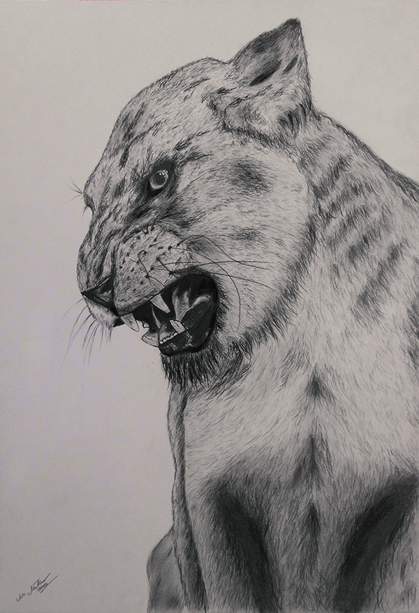Realism Drawing - Lion on Behance #roar #beast #hunter #lion #big #africa #cat #illustration #snarl #animal #sketch #beauty