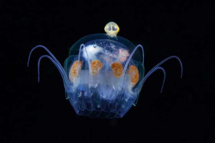 Photographer Ryo Minemizu Captures The Underwater World of Plankton