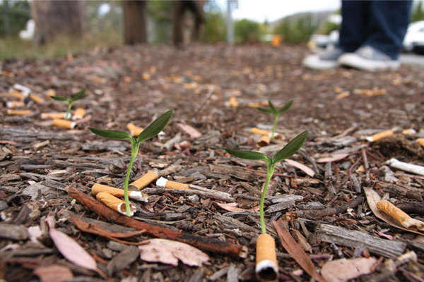 CJWHO ™ (Cigg Seeds by Ben Forman An estimated 10 million...) #design #cigarettes #seeds #photography #nature #bloom #art #clever #science