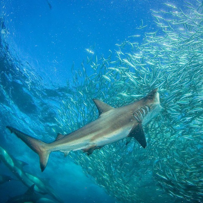 Mind-Blowing Wildlife and Underwater Photography by Thomas Peschak