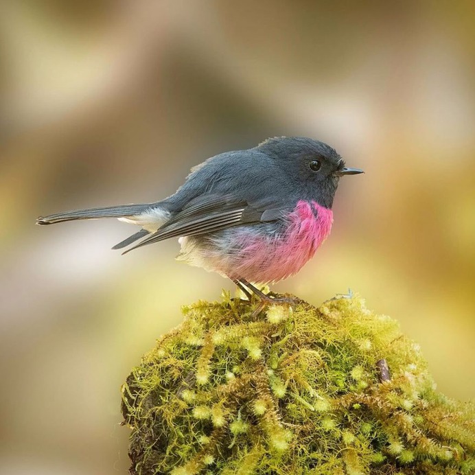 Birds of Australia: Beautiful Birds Photography by Barry Baker