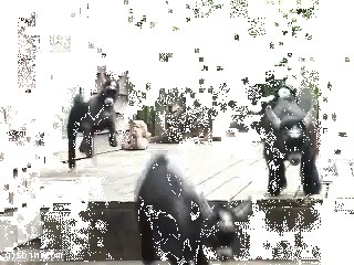 Cutest stampede ever #cute #gif #stapede