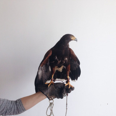 eagle #feathers #bird #eagle #fly #wings
