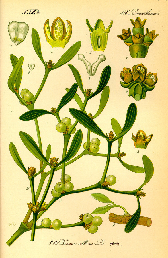 Illustration: Viscum album #wilhelm #flora #thom #biology #print #fauna #otto #dr #illustration #and