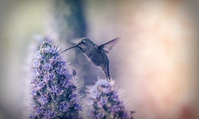 Hummingbirds Blue Wallpaper Hd Free Download | WallpapersBae