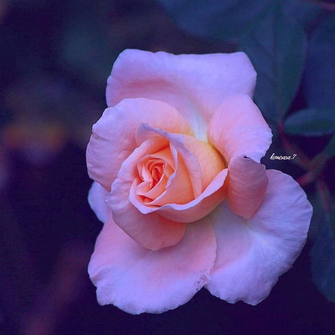 #total_roses: Beautiful Pictures of Roses by Kimi Sasa
