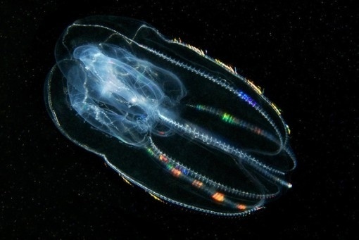 NTHN blog #alien #sea #rainbow #life #creature