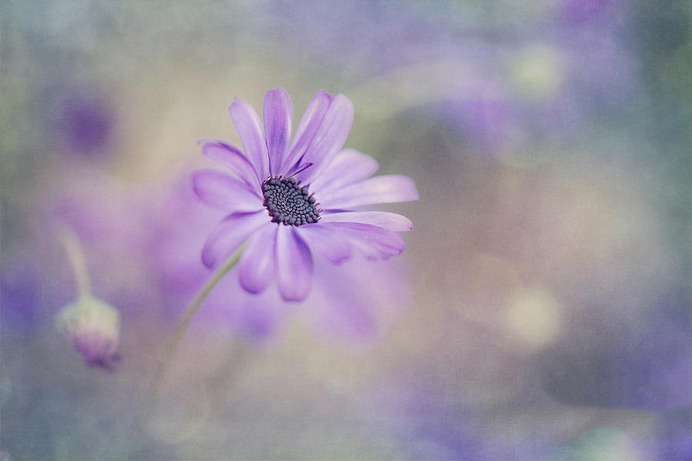 daisy painting & daisy paint by number #painting