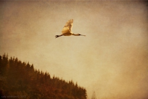Photography by Cally Whitham #inspiration #photography