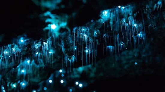 Take An Ethereal Journey Through New Zealand's Glowworm Caves #NewZealand #Glowworm #Caves #travel