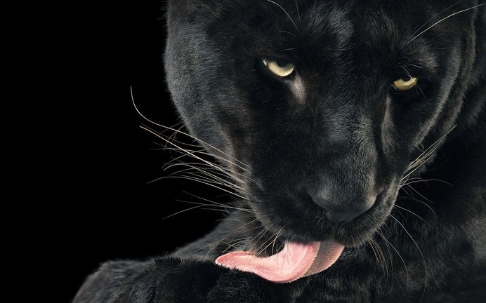 More Than Human - Tim Flach #tiger #photography #animals