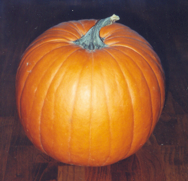 pumpkin #halloween #pumpkin #fall #orange #brown #90s #flash