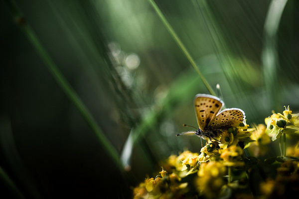 Macro Photography by Stephane Occhipinti #photography #inspiration #macro